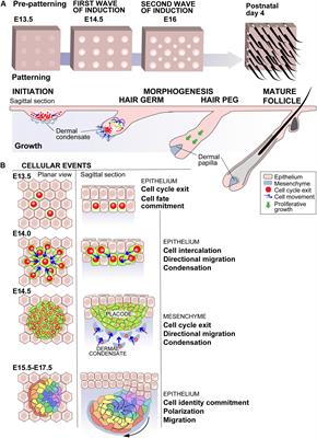 Live Tissue Imaging Sheds Light on Cell Level Events During Ectodermal Organ Development